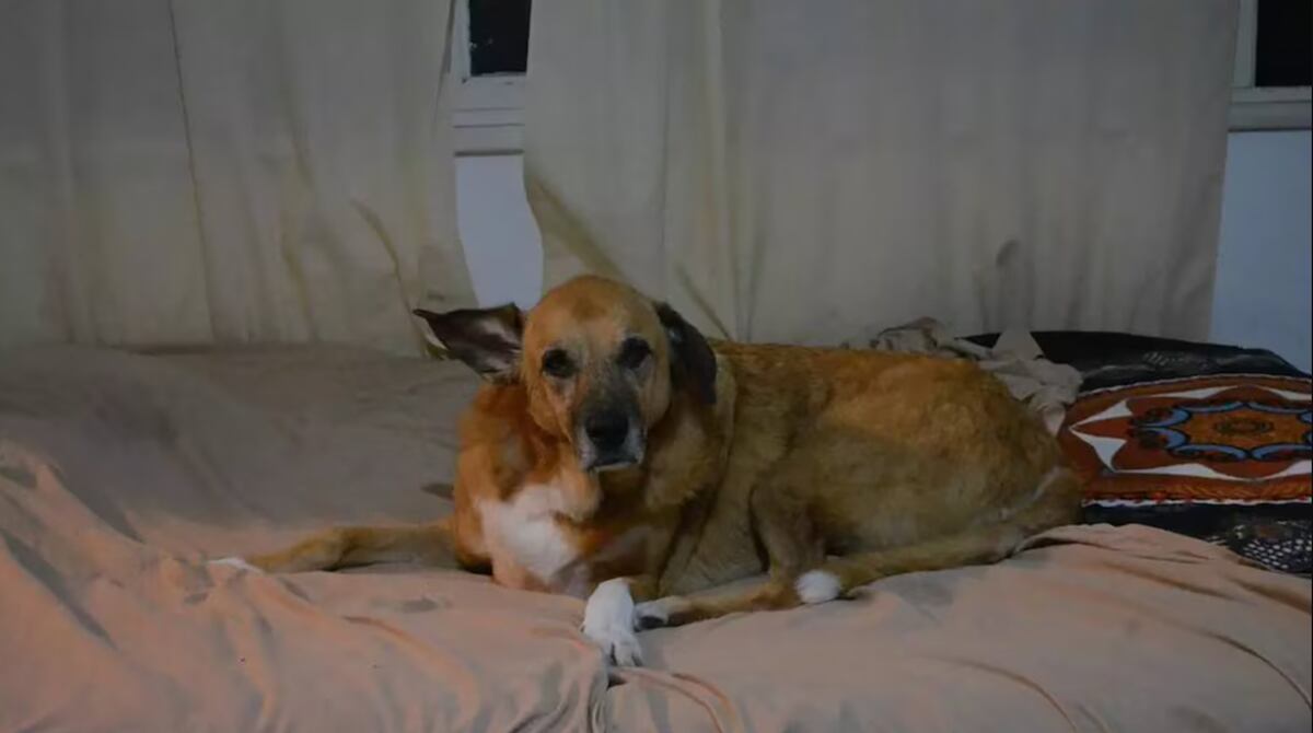 Puelo, el perro estrella de El Eternauta. (Foto: DiarioAr)