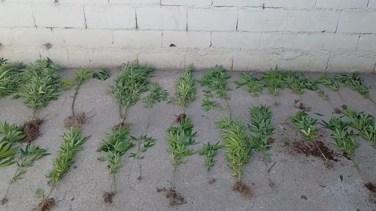 Río Cuarto: trasladaban 25 plantas de marihuana en un carro y terminaron detenidos.