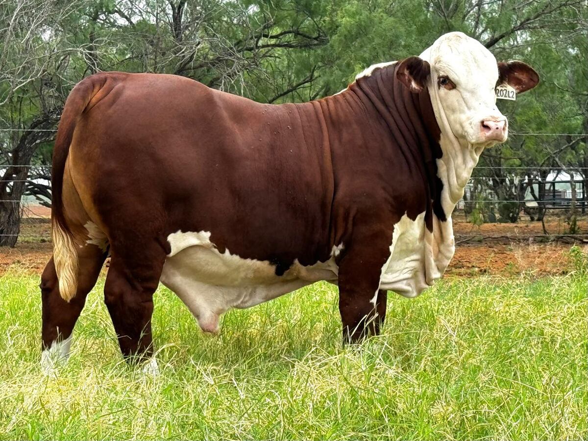 CORDOBESES. Reproductores nacidos de embriones criados en La Dominga, en el campo de Texas, en Estados Unidos. (Gentileza La Dominga)