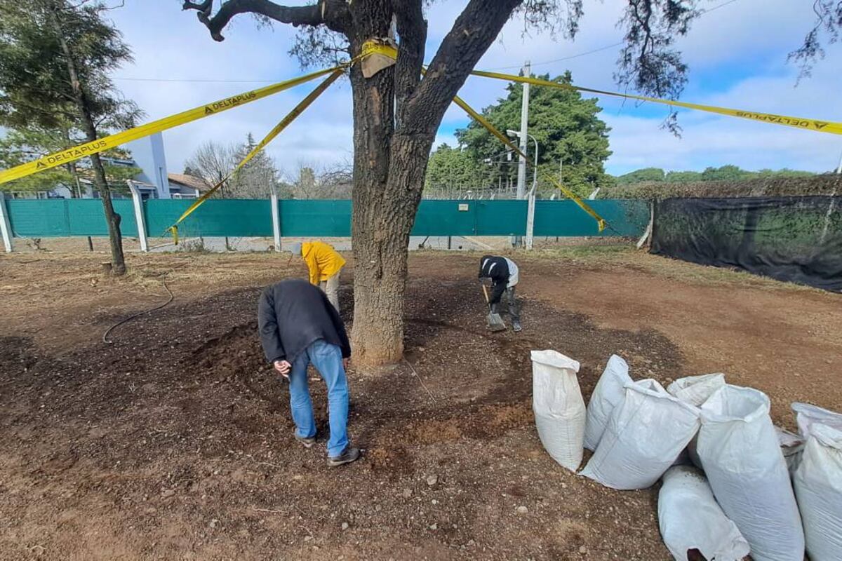 Las raíces del quebracho son regadas y nutridas. (Gentileza)