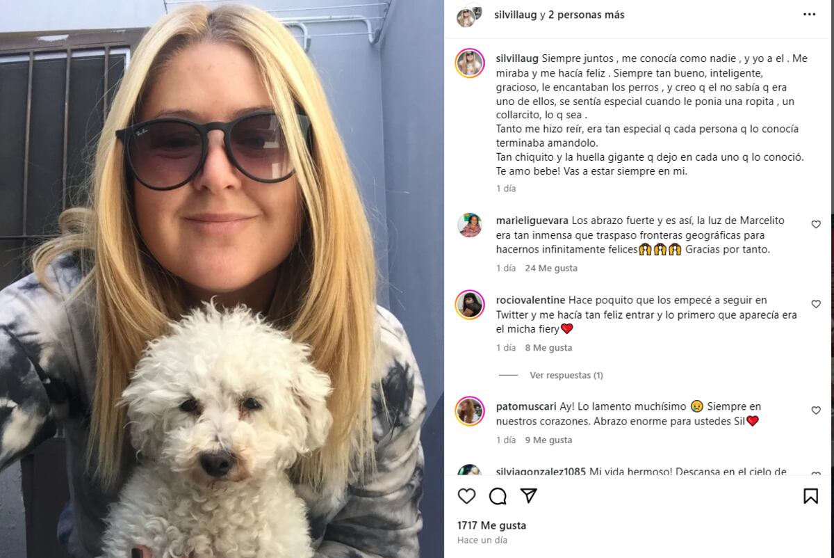 Murió Marcelito, el caniche que conquistó las redes.