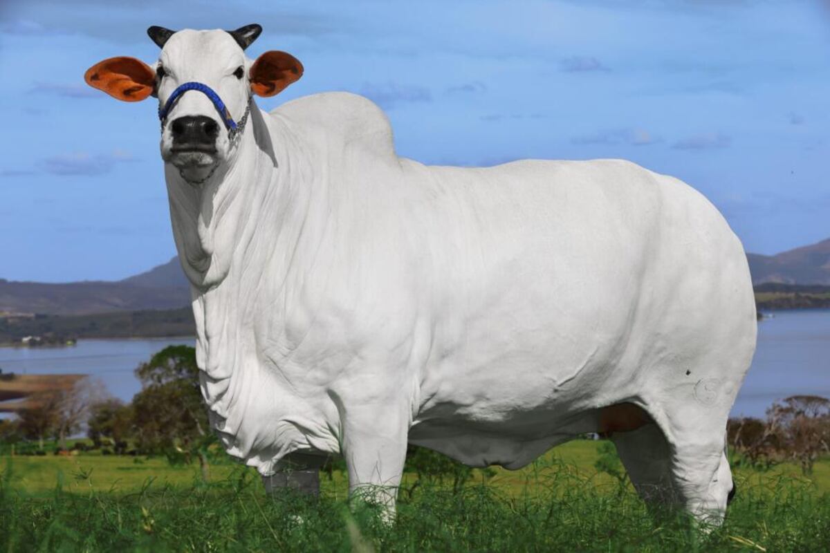 Vaca Nelore Brasil