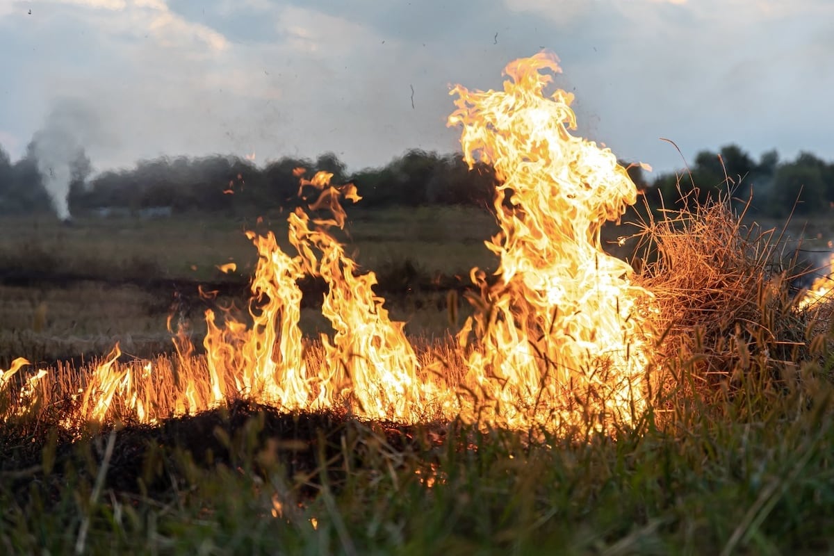 Incendios en zonas rurales: la nueva ley que debate el Congreso variaría penalidades. (La Voz/ Archivo)