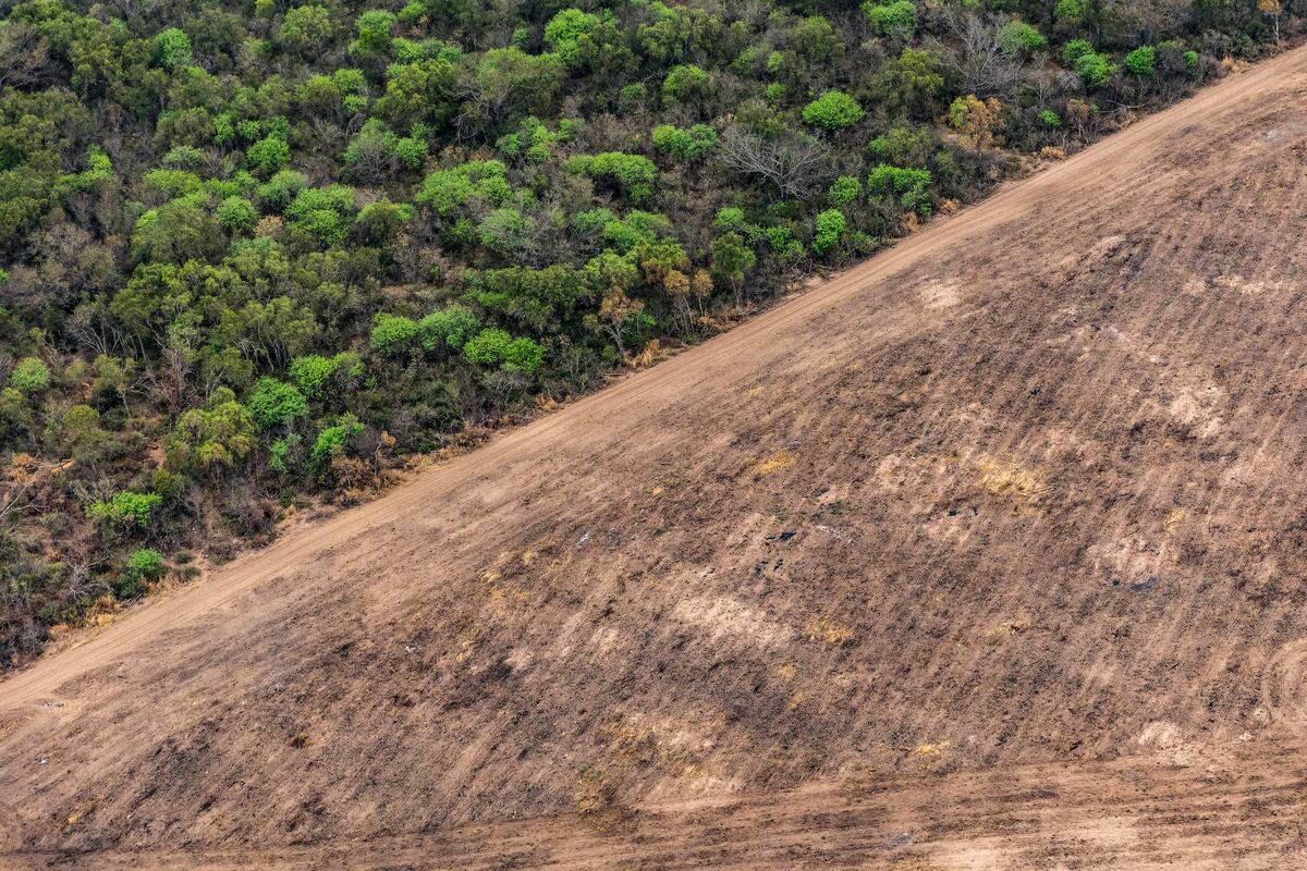 Sobrevuelo en los desmontes de Santiago del Estero. (Belén Grosso / Greenpeace Argentina)