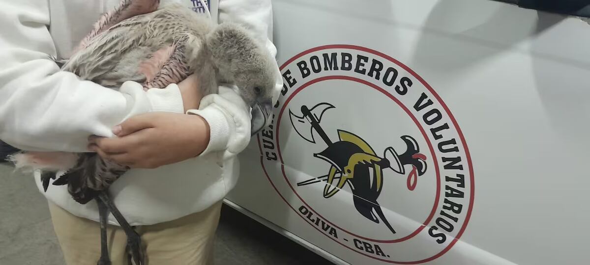 El flamenco fue rescatado por los bomberos. (Bomberos Voluntarios de Oliva)