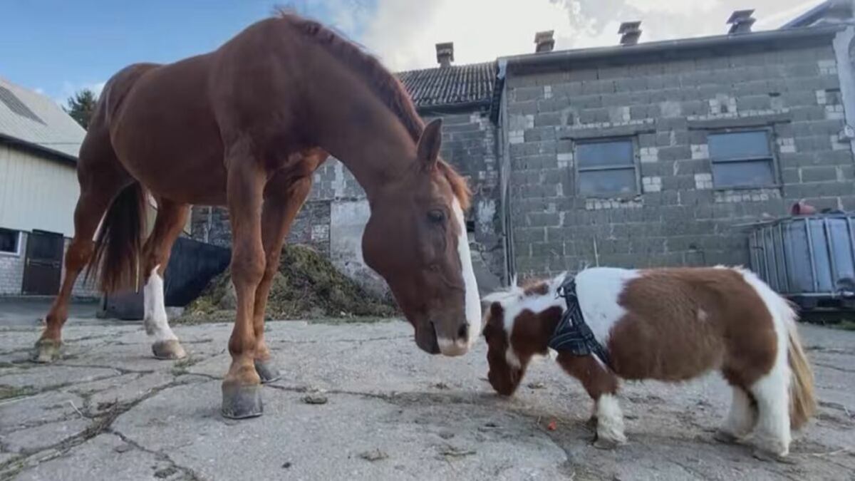 La historia de Pumuckel, el caballo más pequeño del mundo