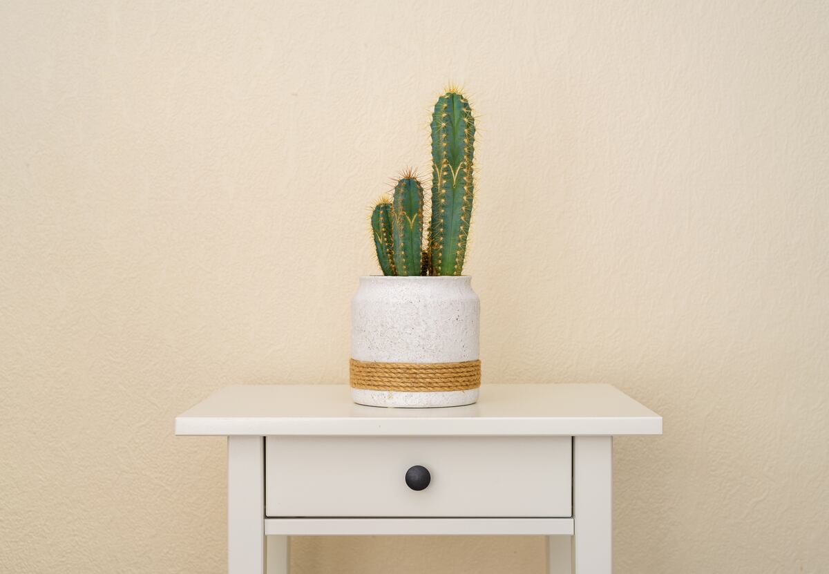 El Feng Shui explica cuáles son los beneficios de tener un cactus en tu casa.