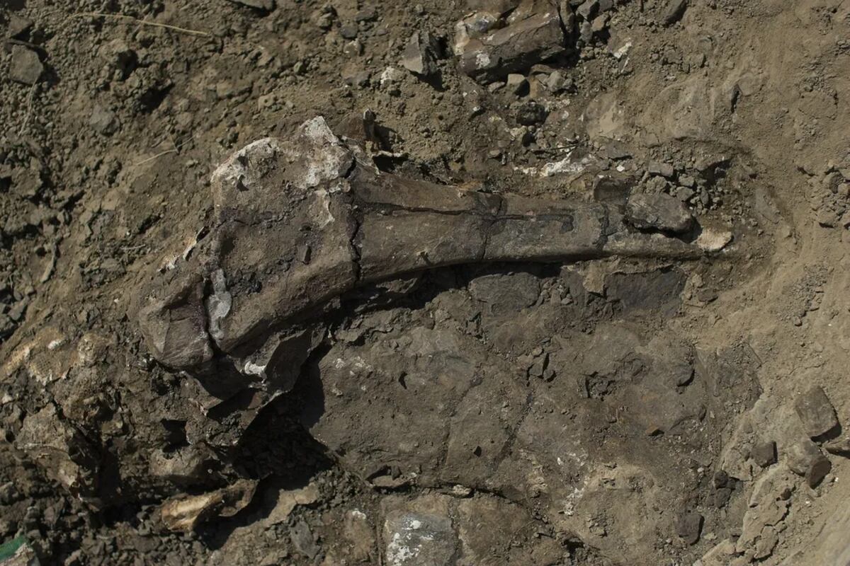 Un recorrido por los huesos que se están desenterrando en Pipestone Creek. (Kevin Church/BBC News)