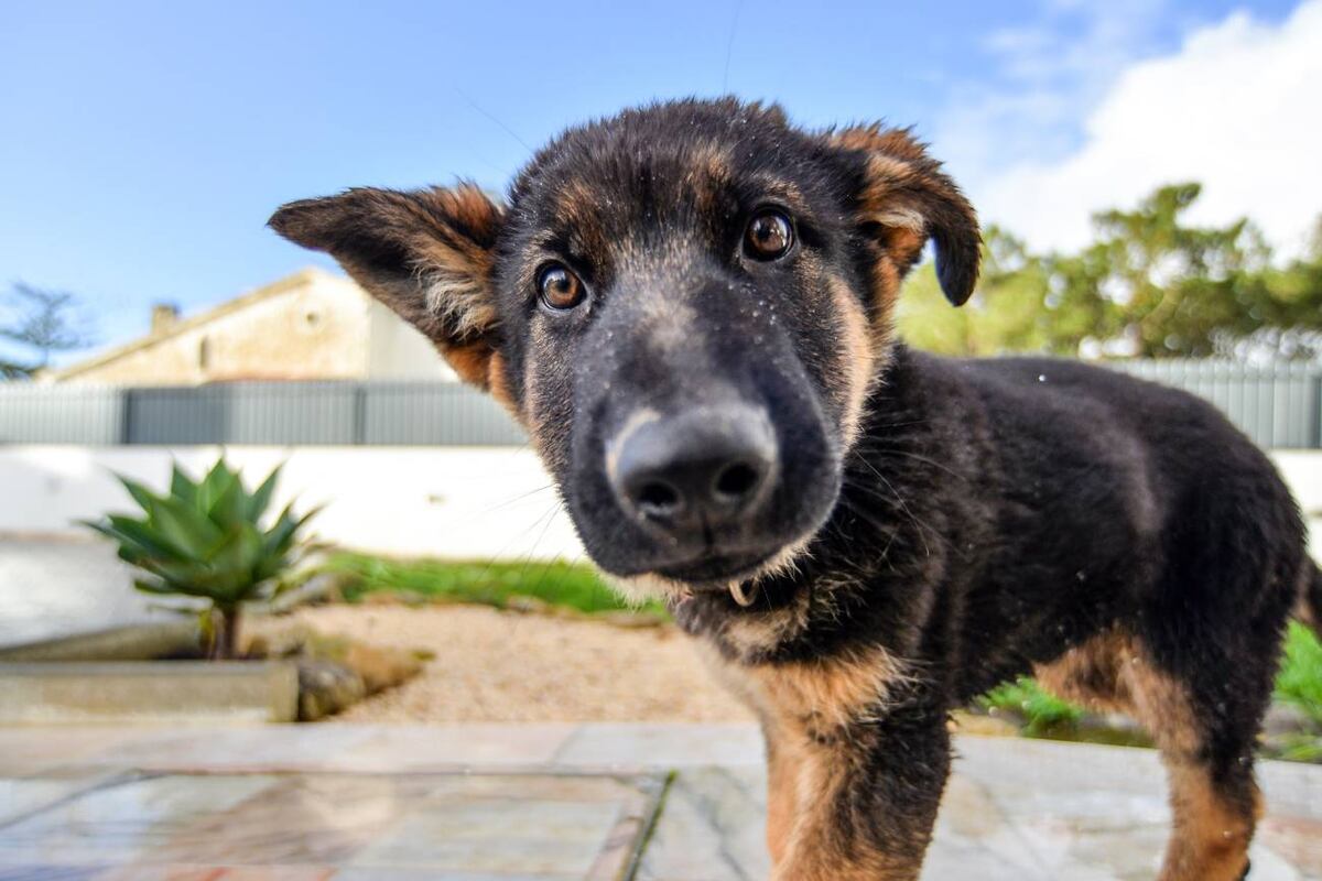 Qué perros no son para dueños primerizos (y cuáles sí), según un experto entrenador canino