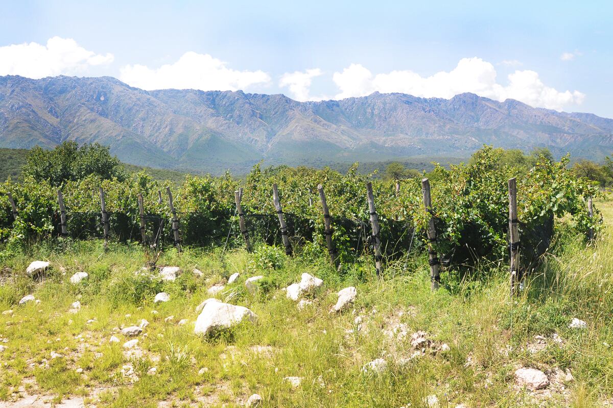 El viñedo entre piedras, naturaleza y las Altas Cumbres. (Javier Ferreyra / La Voz)