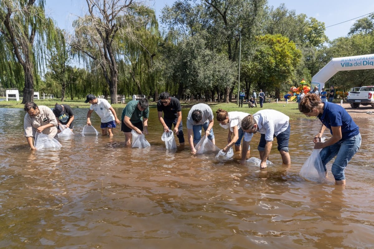 Siembra de pejerreyes en las aguas del Embalse. (Ministerio de Ambiente)