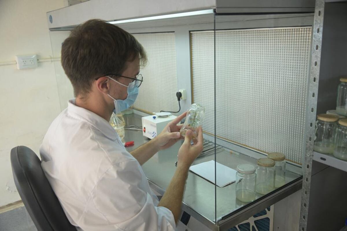 Investigan el cultivo in vitro del algarrobo blanco en Córdoba. (Ceprocor)