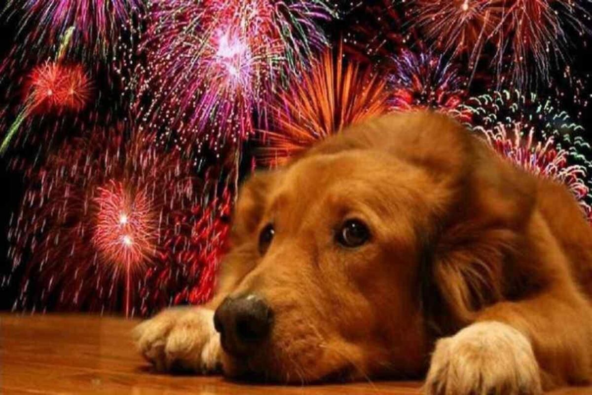 Pirotecnia en Año Nuevo: los canales de YouTube que ayudan a calmar a perros y gatos