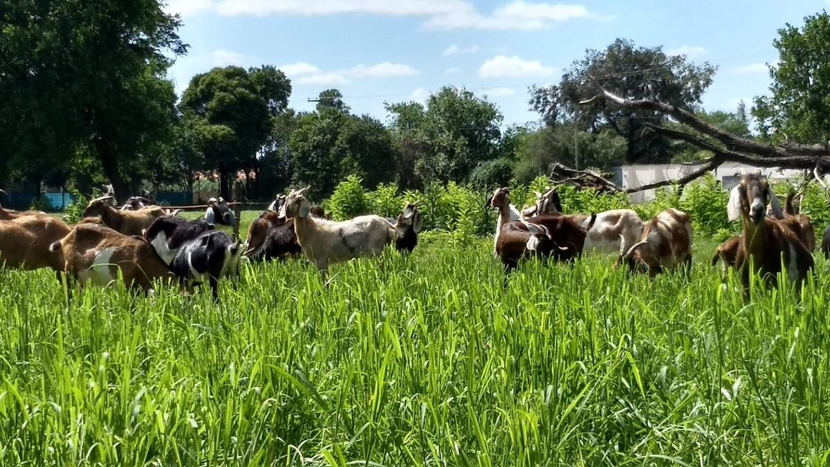 Las ovejas Anglo Nubian, con orejas para adelante. Producen leche con mucha proteína y grasa. (Gentileza)