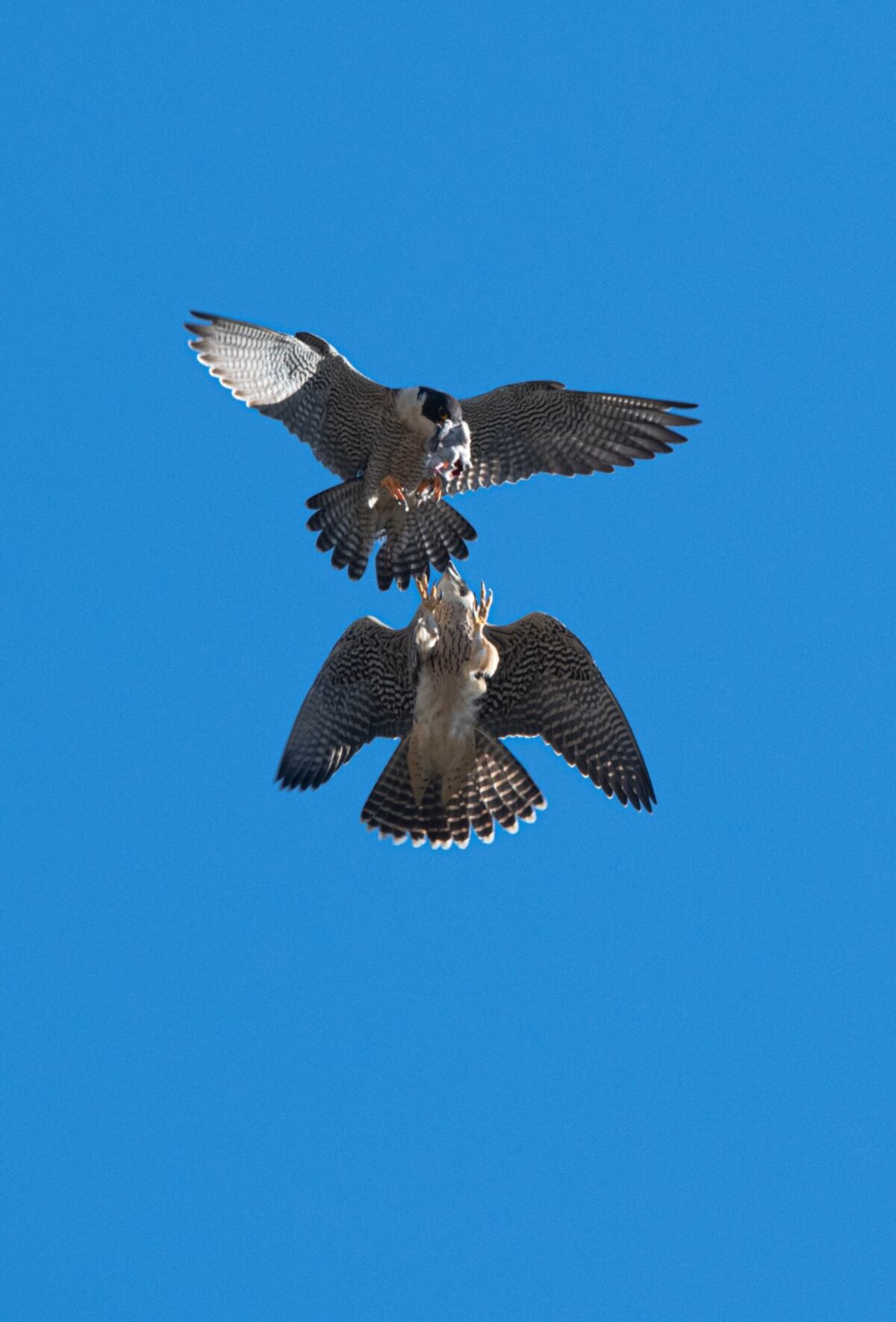 Aves. Halcón peregrino, en vuelo (Guillermo Galliano)