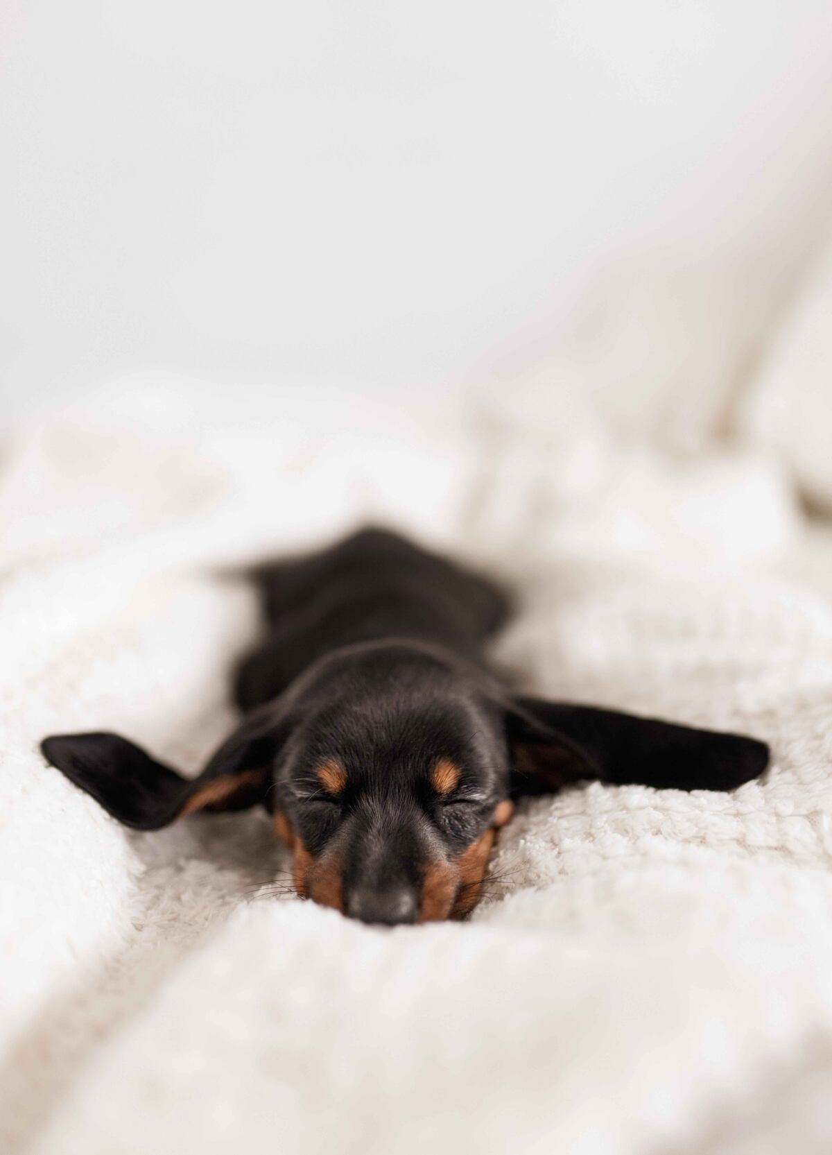 No es casualidad: el motivo por el que los perros dan vueltas antes de acostarse. (Freepik)