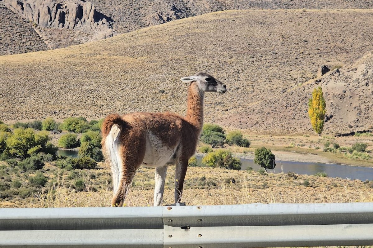 Un guanaco en el Parque Nacional Nahuel Huapi. (@PnnhInforma)
