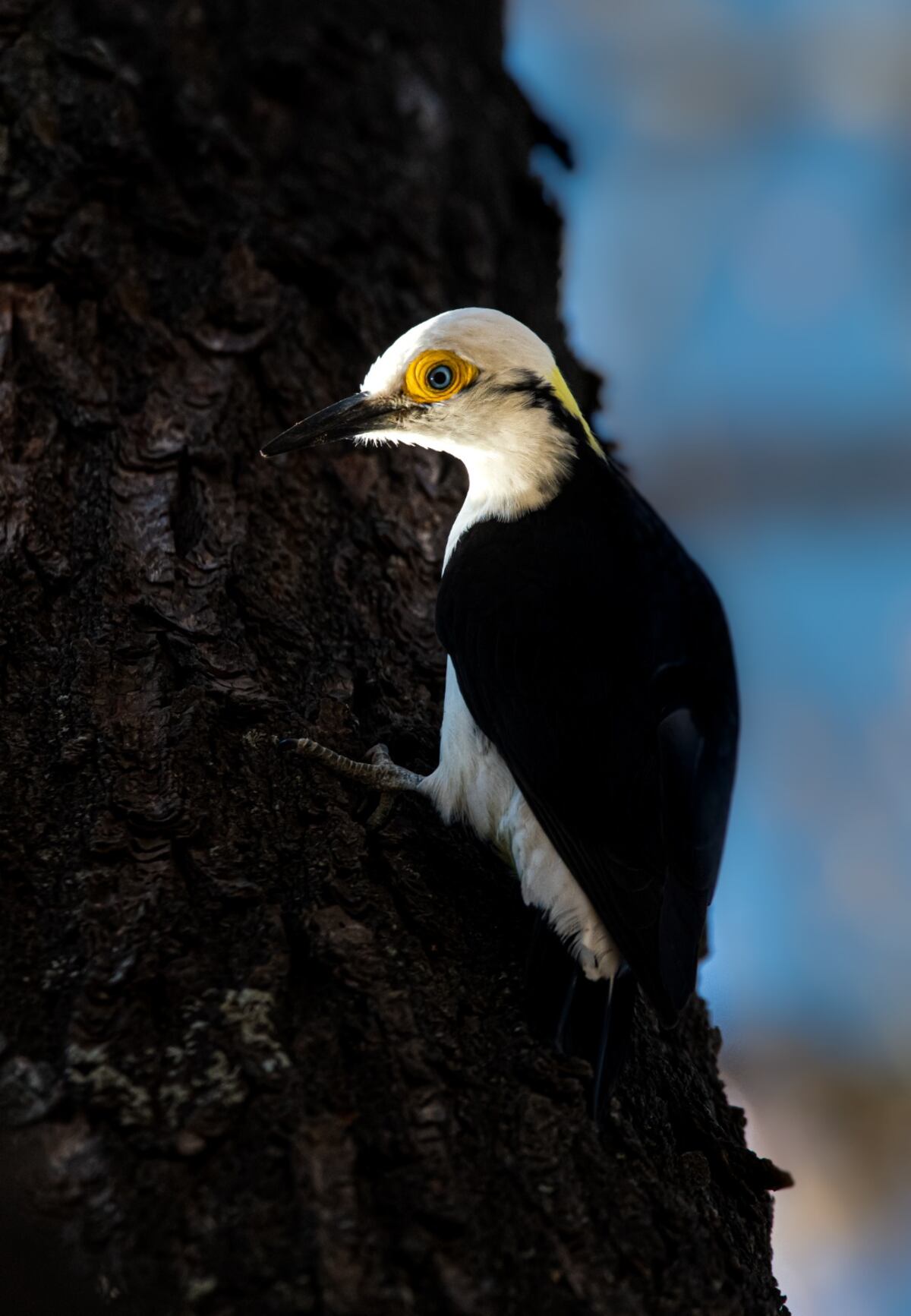 Un pájaro carpintero blanco, con ojos celestes, en el Parque Sarmiento de la ciudad de Córdoba (Guillermo Galliano)