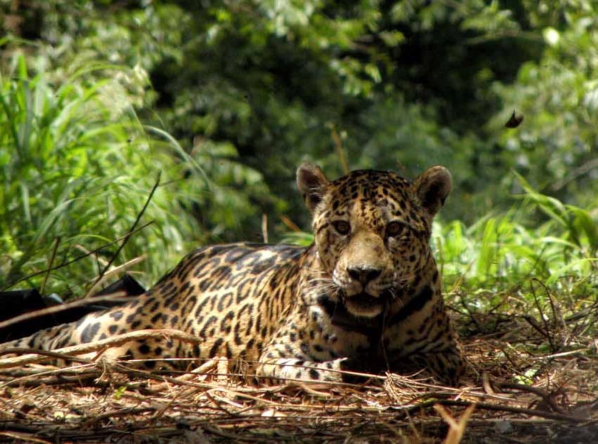 Yaguareté. (Gentileza Verónica Quiroga)