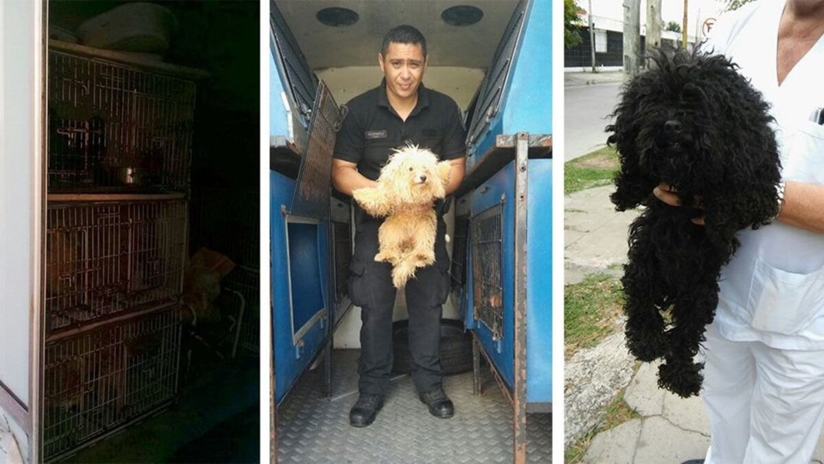 Desbarataron un criadero de perros ilegal en Ciudad de Buenos Aires. (Foto Gentileza)
