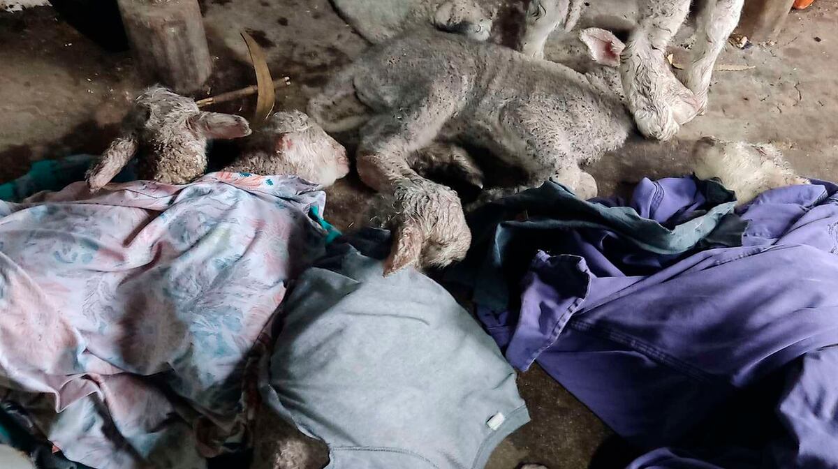 Rescatados. Los animales ya en la casa de Almassio, tapados con frazadas, remeras y camperas para abrigarlos. (Twitter: @galmassio)