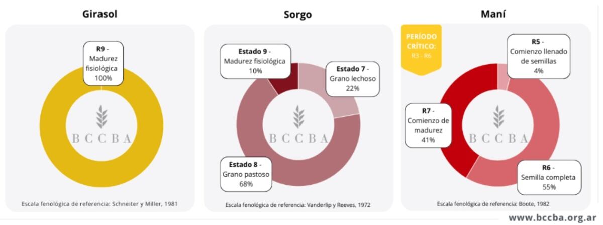 Cultivos estivales