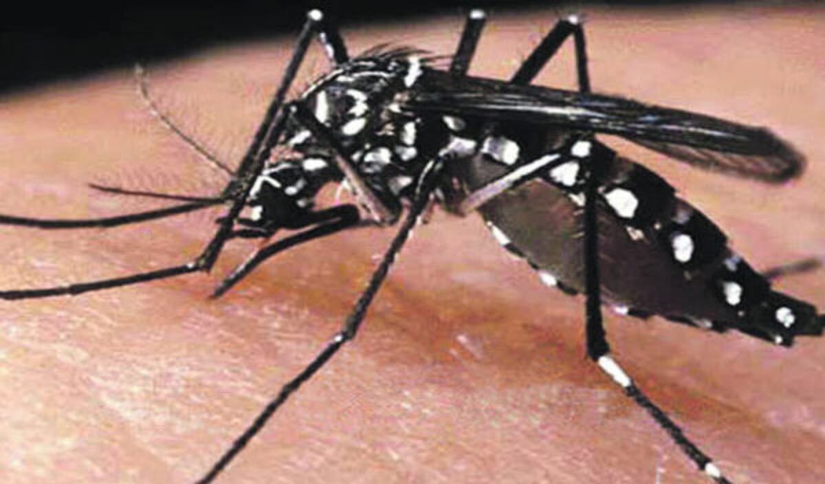 Aedes. El mosquito transmisor del dengue y otras enfermedades (Archivo).