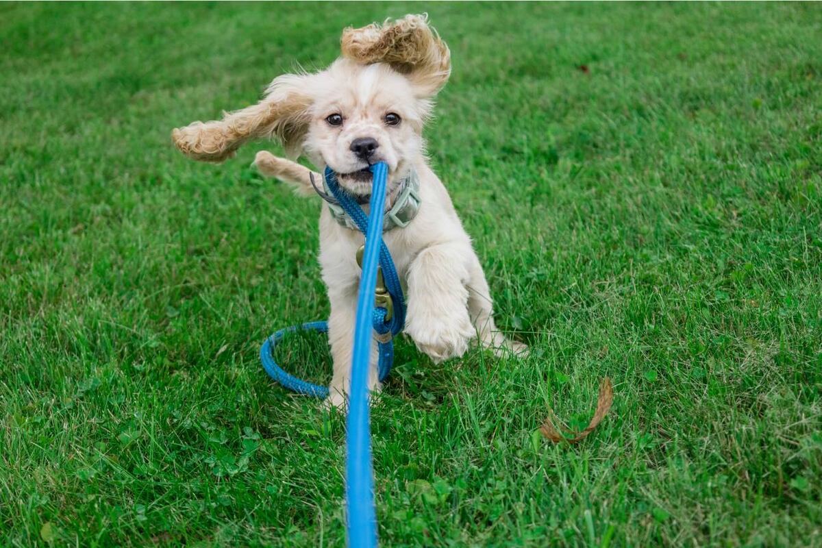 Tres hábitos científicamente probados para aumentar la longevidad de tu perro (Unsplash)