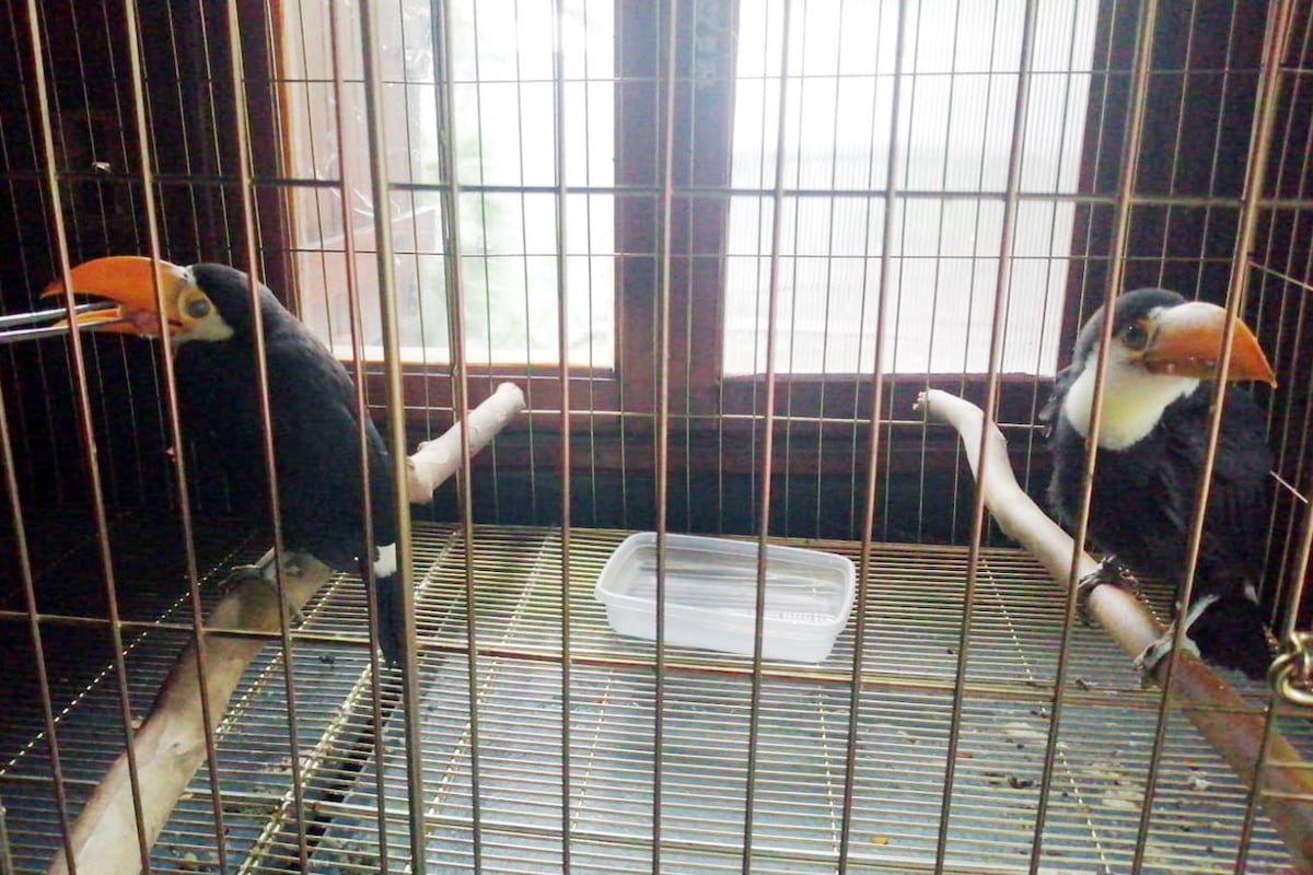 Tucanes en el Parque de la Biodiversidad que serán liberados en Tucumán. (La Voz)