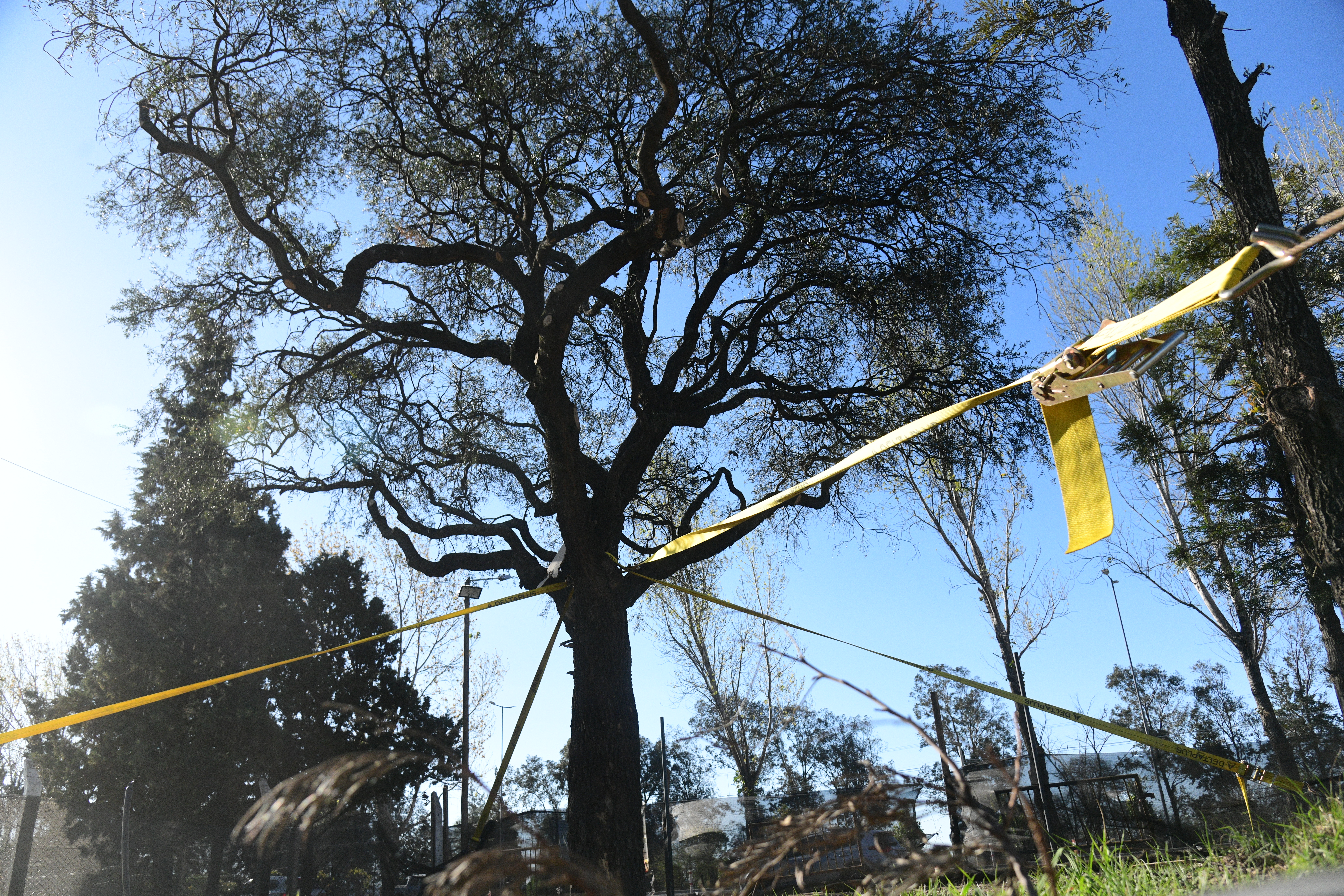 El quebracho transplantado en la avenida Luchesse en Villa Allende presentó brotes verdes en el comienzo de la Primavera (Javier Ferreyra / La Voz)