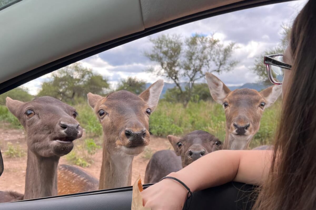 Animales en Tatu Carreta.