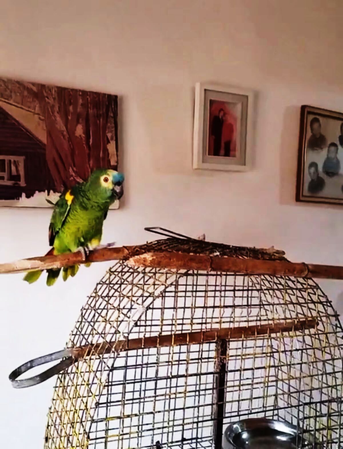 Pedro, el loro cordobés.