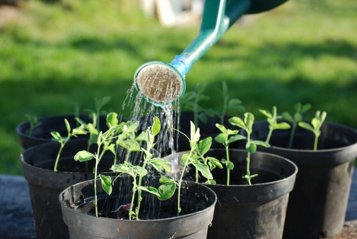 El error más común al regar las plantas en verano y cómo evitarlo