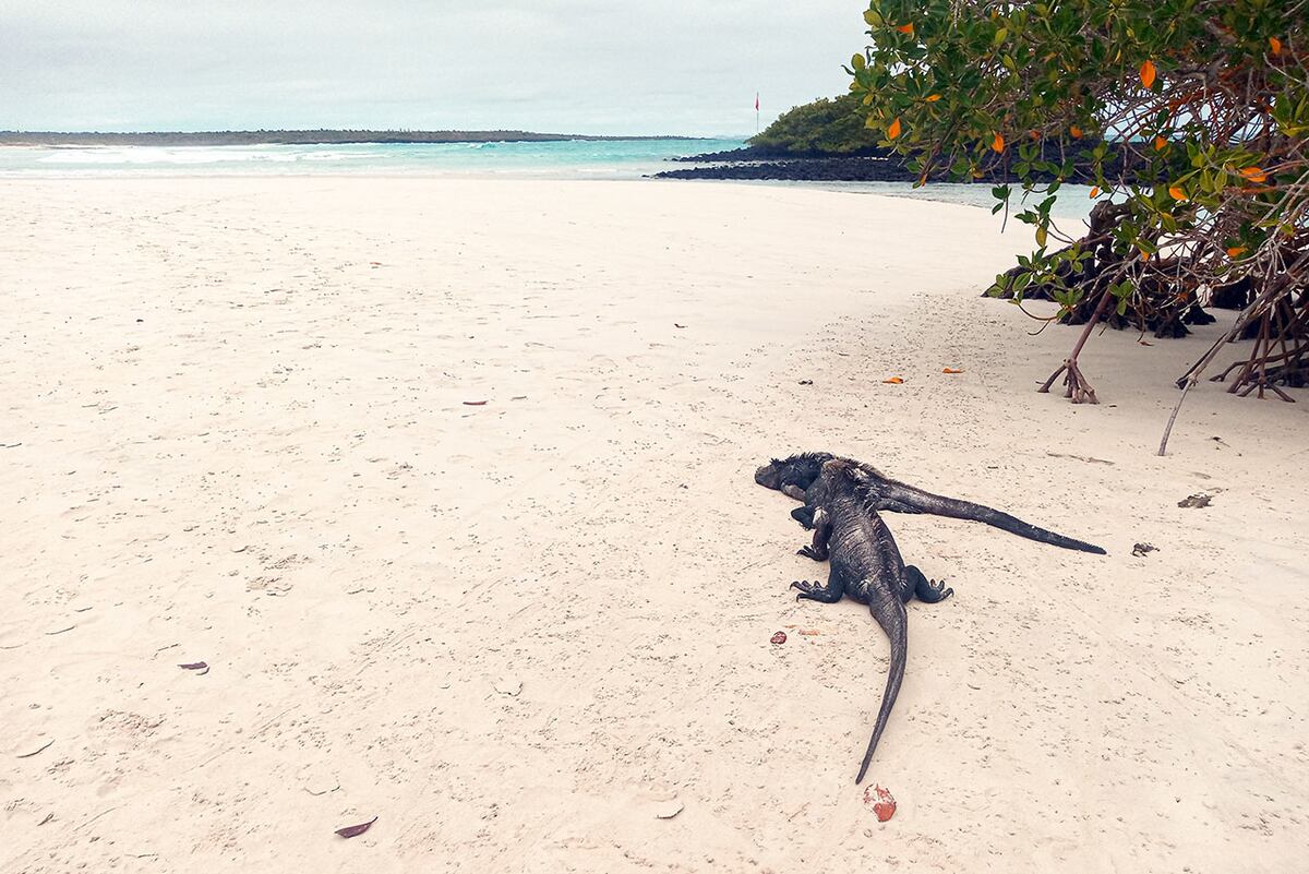 Un recorrido por el increíble archipiélago de las Galápagos. (Foto: Andrea Molina)