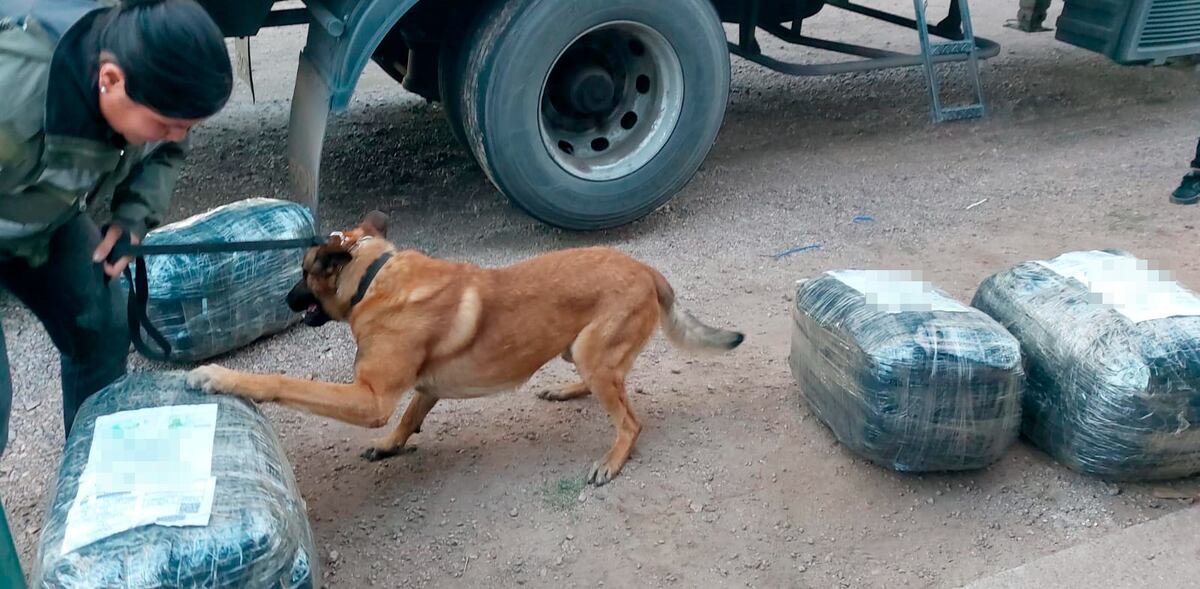 Un perro adiestrado para hallar drogas logró detectar la cocaína oculta en las encomiendas en Córdoba. (Gendarmería)