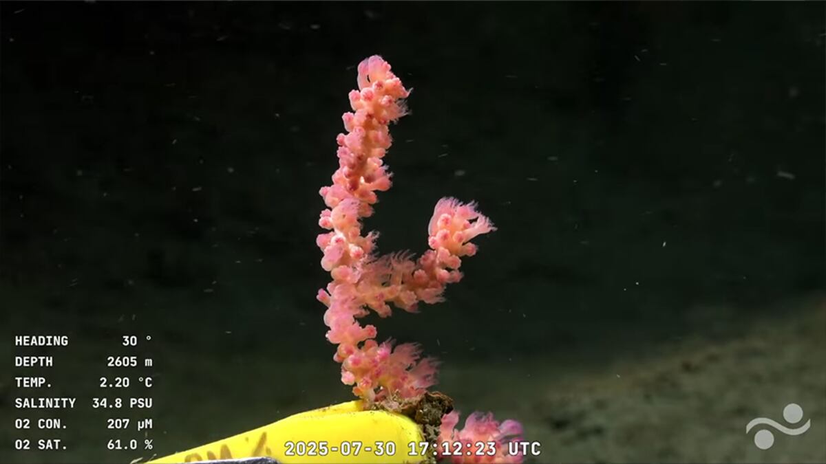 Lo que dejó la transmisión en vivo a 3.900 metros de profundidad: en colaboración con el Schmidt Ocean Institute, investigadores del CONICET realizan la expedición “Underwater Oases of Mar Del Plata Canyon: Talud Continental IV”