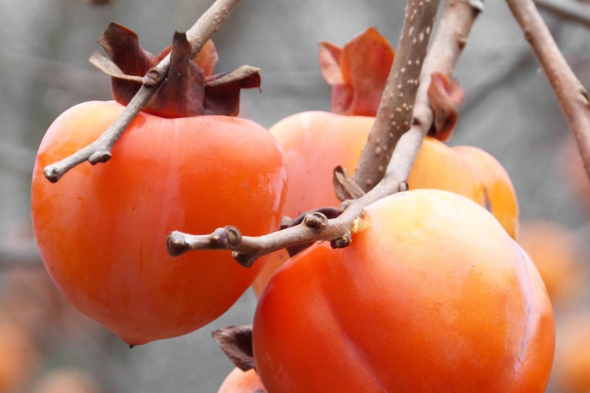 Frutas exóticas: caqui