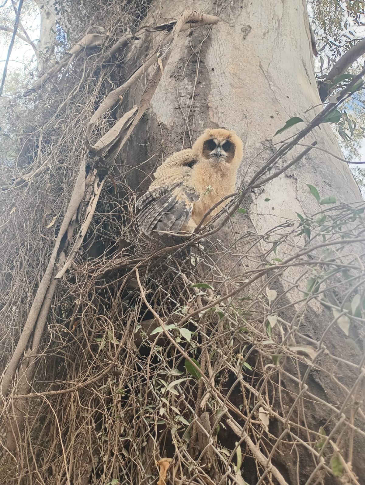 Búho orejudo rescatado en barrio Villa Esquiú por la Patrulla Ambiental. Gentileza policía.