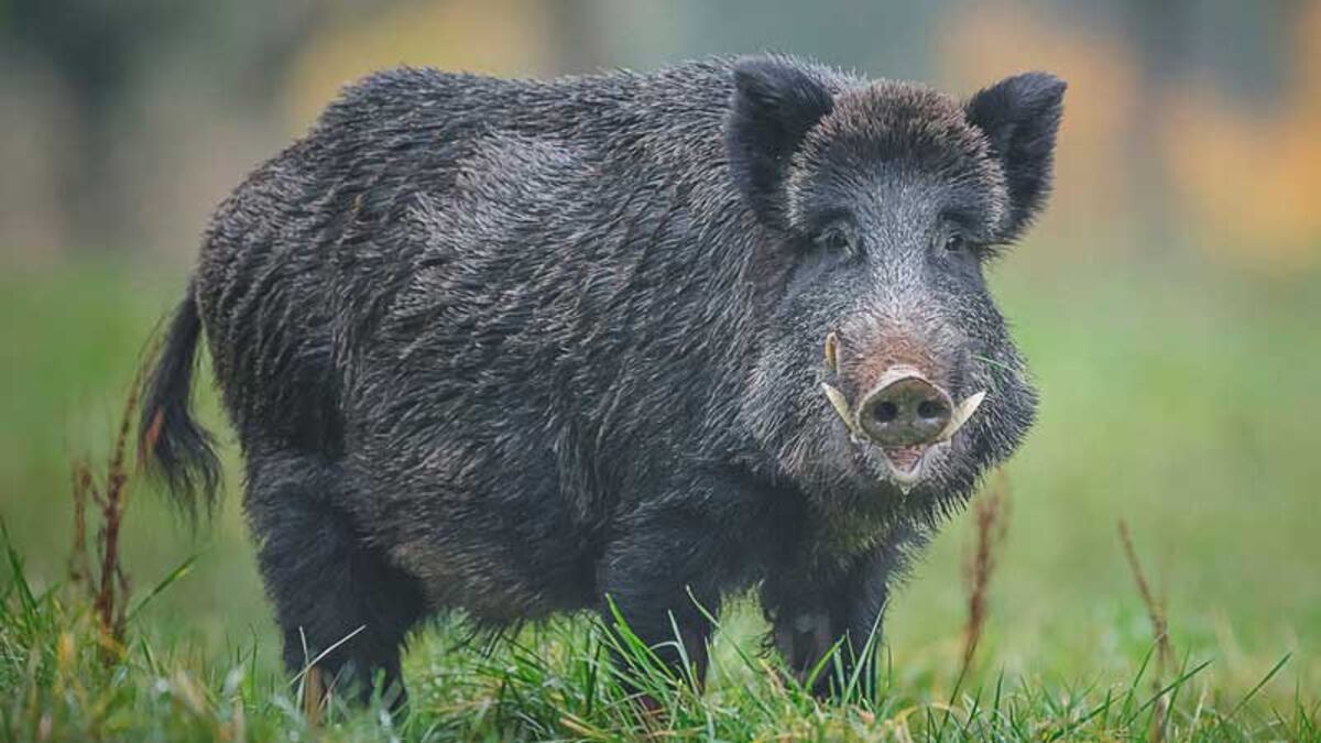 El jabalí, una especie que en Córdoba pone en jaque al ambiente y que demanda control