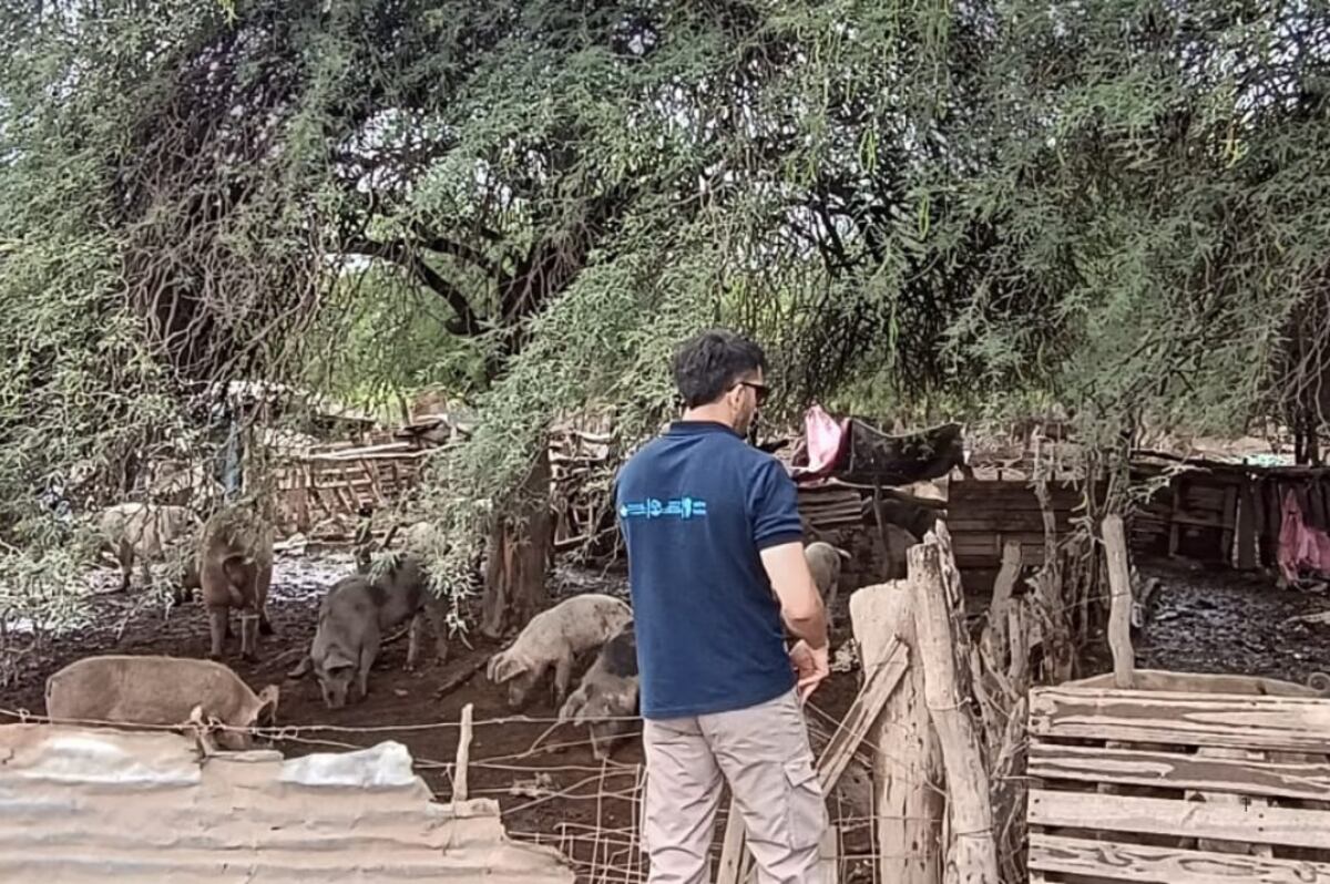 Triquinosis en Laboulaye. (Foto La Voz /Archivo)