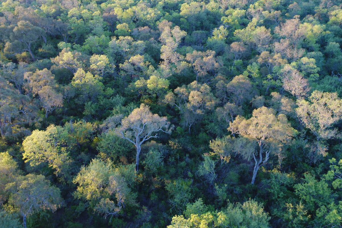Copo. En Santiago del Estero conserva un pulmón enorme de bosque chaqueño.