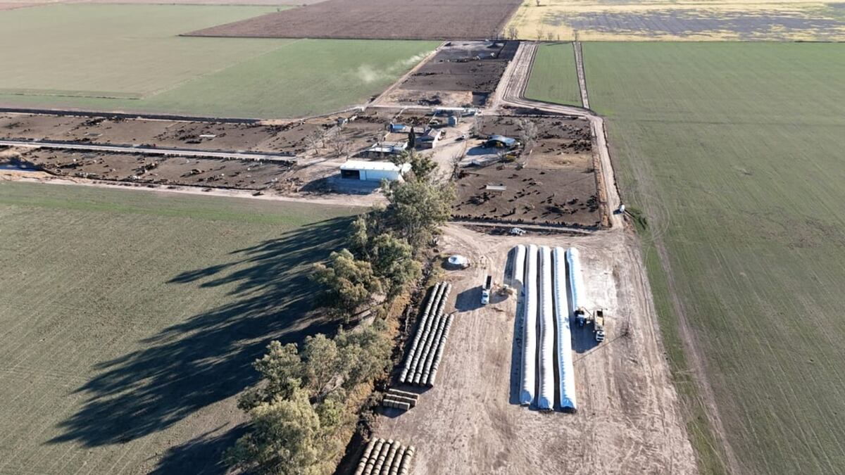 RECRÍA. Sobre la base del suministro de forraje, base alfalfa, la empresa incorpora los kilos baratos a los terneros. (Gentileza Pretto Agronegocios)