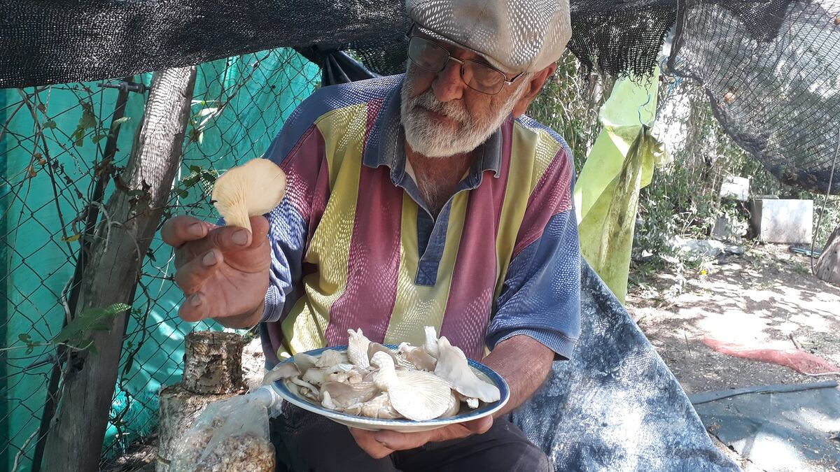 Rodolfo Trabalón produce gírgolas en Unquillo (La Voz)