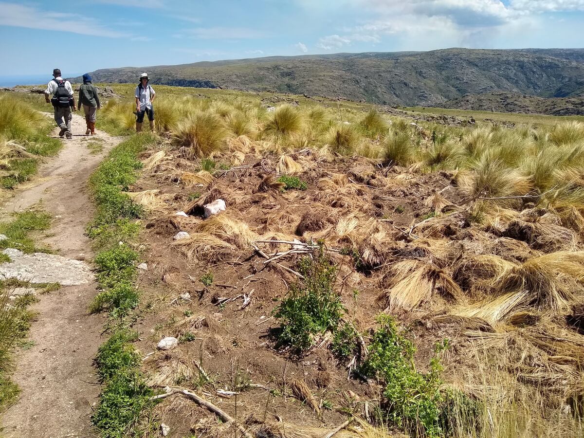 DAÑOS. El jabalí escarba la tierra en busca de alimento. Así provoca un grave daño en los suelos de la sierras.