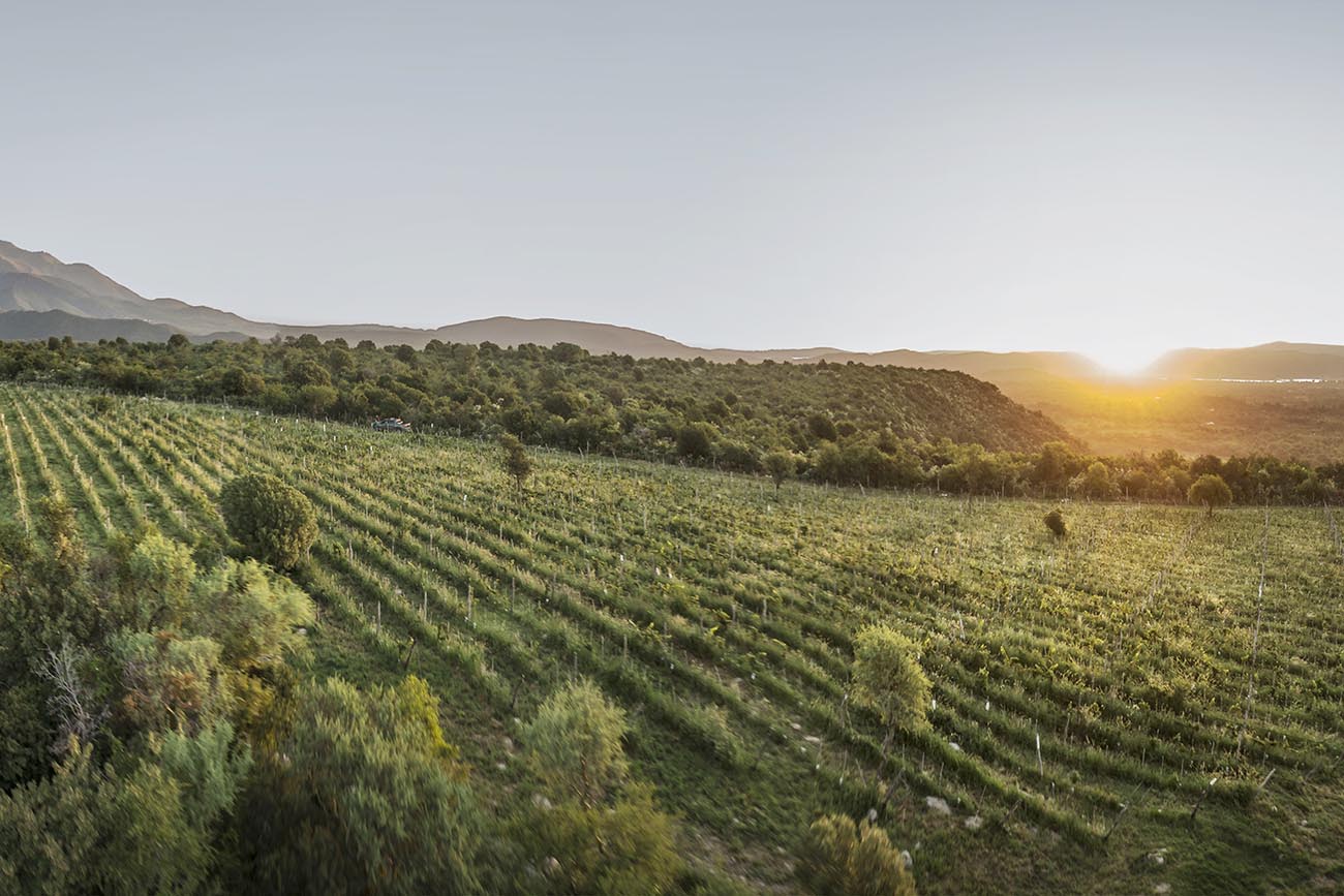 Córdoba ha demostrado su capacidad para producir vinos de altísima calidad, multipremiados a nivel internacional.