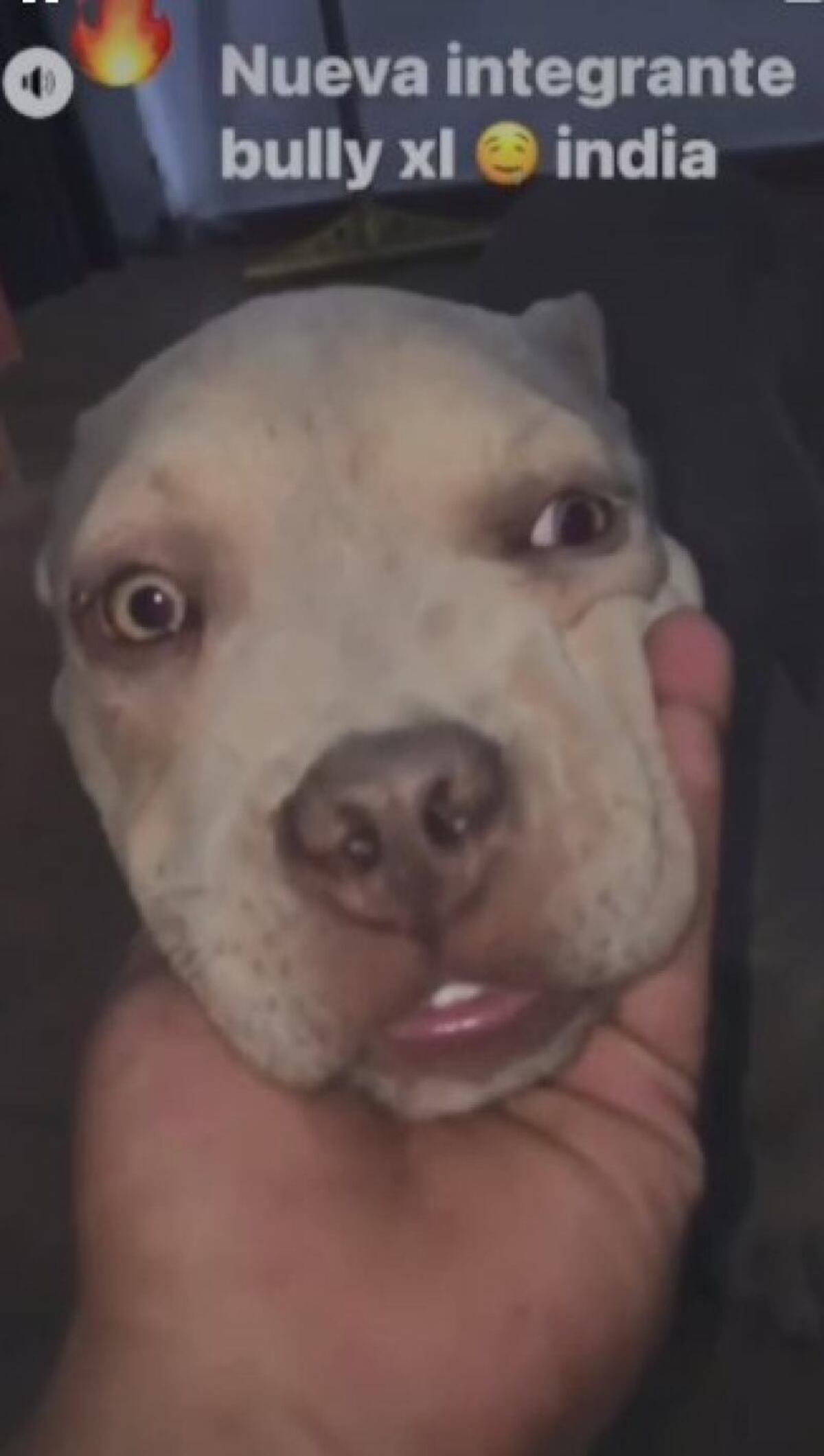 La foto del comprador de la cachorra robada. (El Doce)