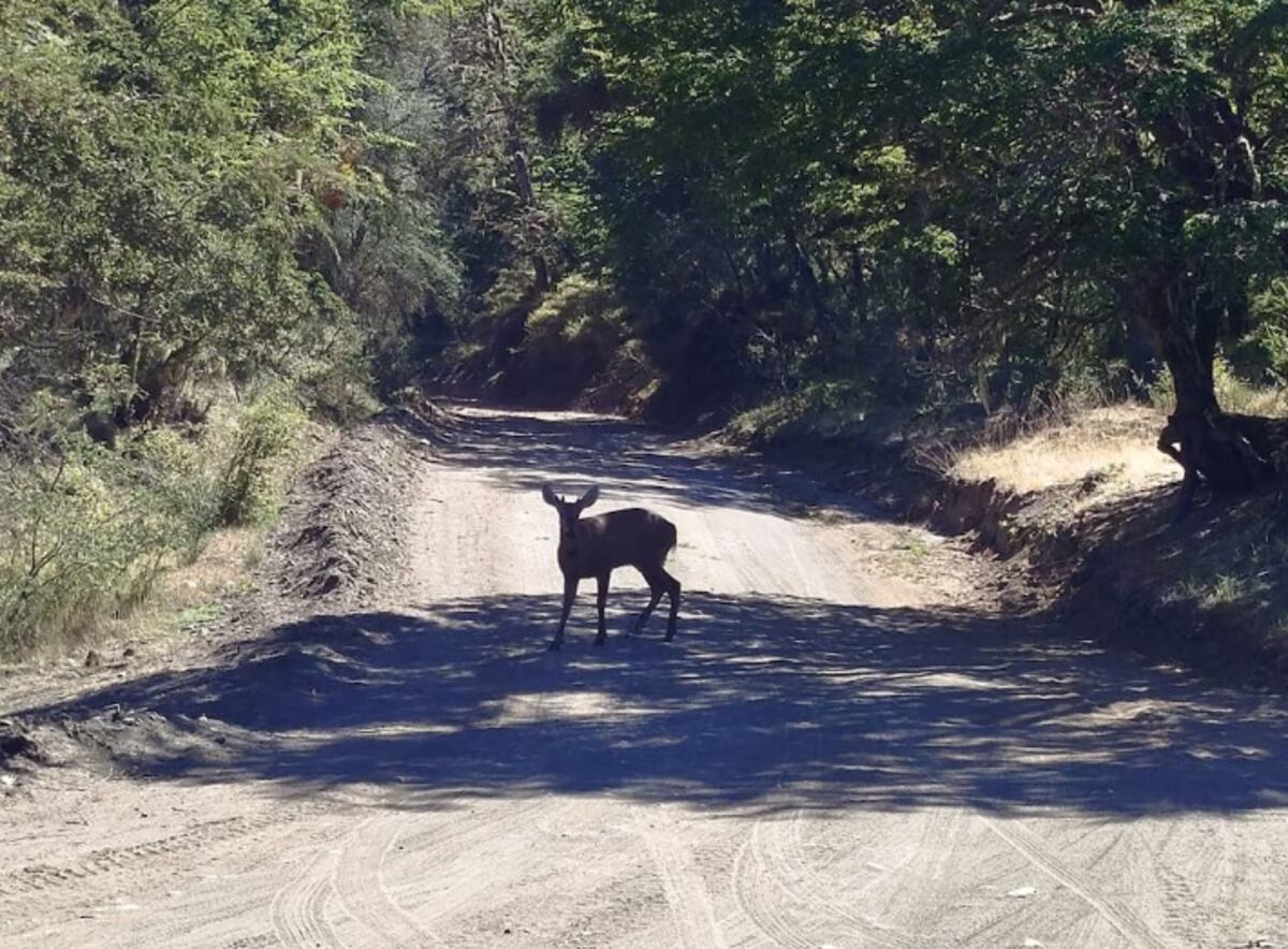 Neuquén. Huemul, un ejemplar que apareció de nuevo en un Parque Nacional (Gentileza).