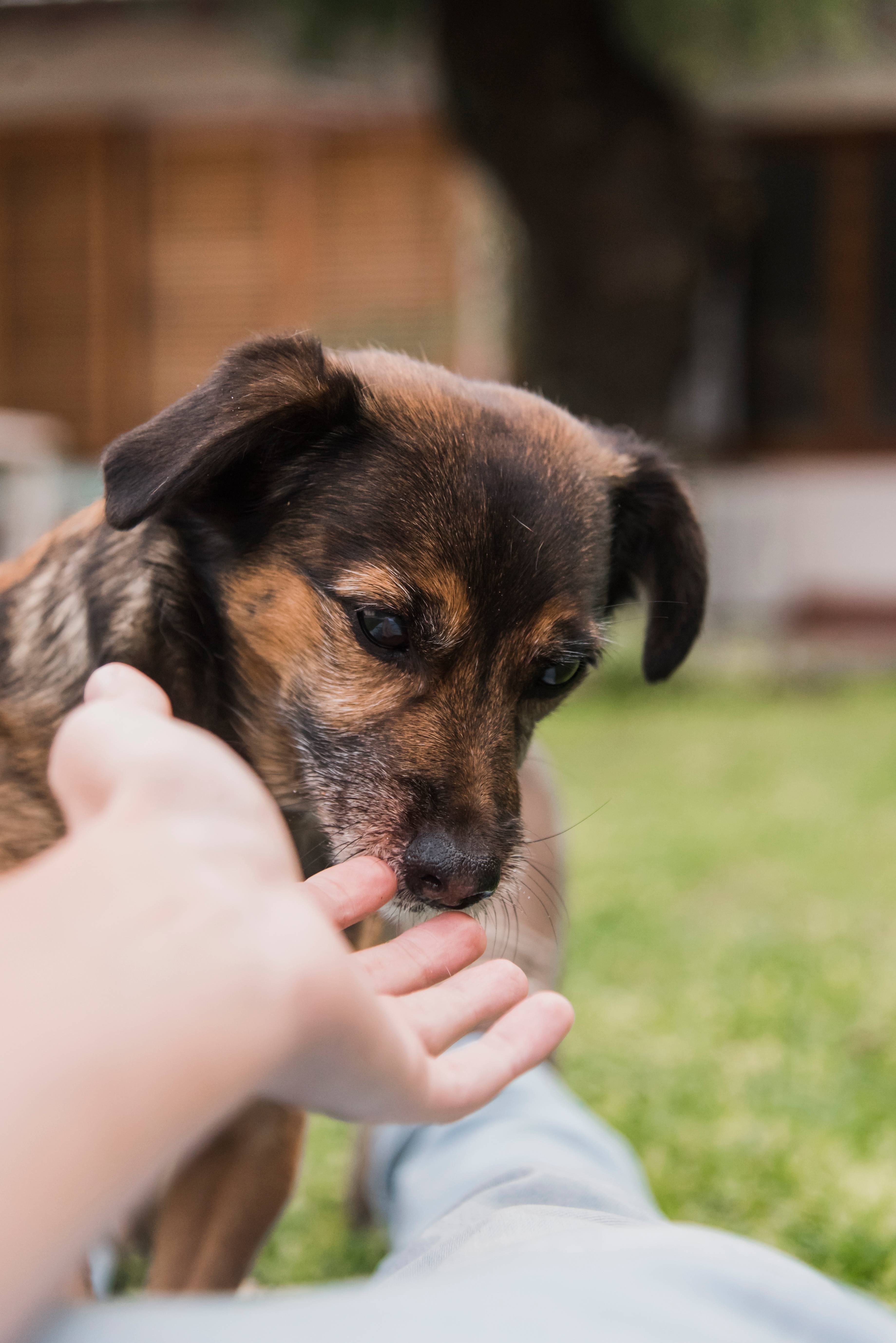Acariciar a un perro puede reducir el estrés, mejorar el estado de ánimo y reflejar rasgos como empatía o sensibilidad emocional, según un estudio psicológico reciente. (Freepik)