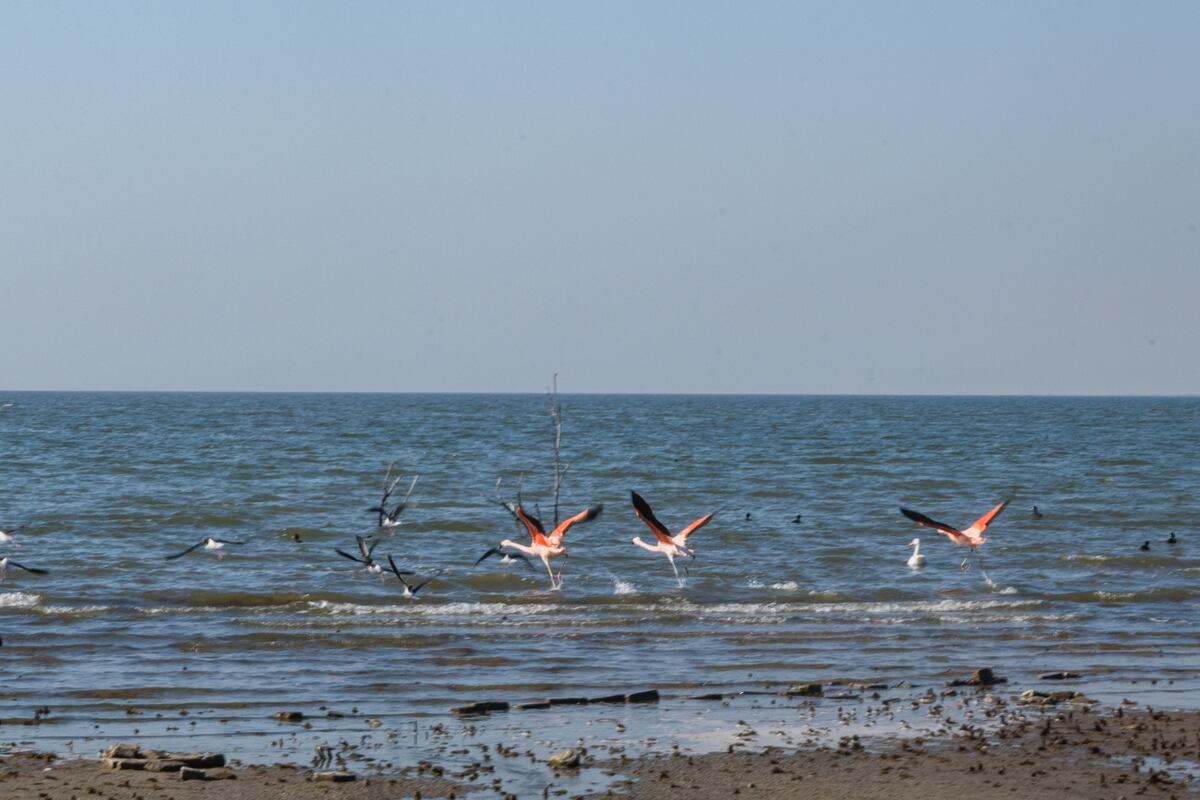 Flamencos australes levantan vuelo en la Laguna Mar Chiquita, uno de los principales refugios de aves migratorias de Sudamérica. En el marco del Global Big Day, el Parque Nacional Ansenuza invita a descubrir la biodiversidad que habita sus costas.