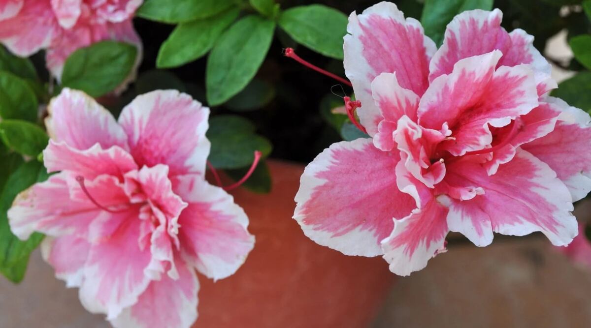 Cuál es la planta terapéutica que transforma tu patio en un oasis de calma, según expertos